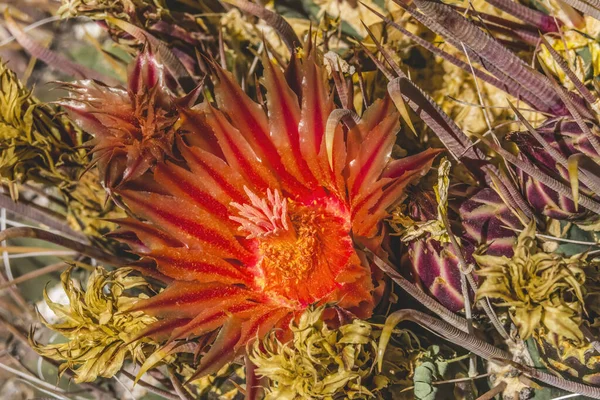 Red Blossoms Fishhook Barrel Cactus Blooming Macro Ferocactus Wislizeni Desert — Foto de Stock