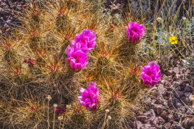 Canlı Pembe Çiçek Echinocereus Engelmannii Kirpi Kaktüs Çiçekli Macro Çöl Bahçesi Phoenix Arizona