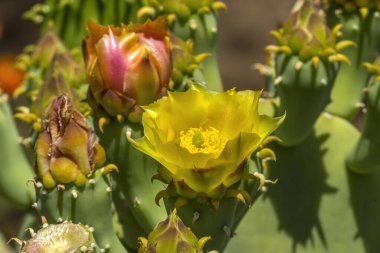 Sarı Çiçek Ovası Dikenli Armut Kaktüsü Açan Makro Opuntia Polyacantha Çöl Botanik Bahçesi Phoenix Arizona