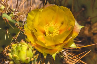 Sarı Portakal Çiçeği Armut Kaktüsü Çiçek açan Makro Opuntia Polyacantha Çöl Botanik Bahçesi Phoenix Arizona