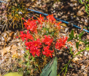 Kırmızı Çiçekler Küçük Kaktüs Çiçek açan Makro Çöl Botanik Bahçesi Phoenix Arizona