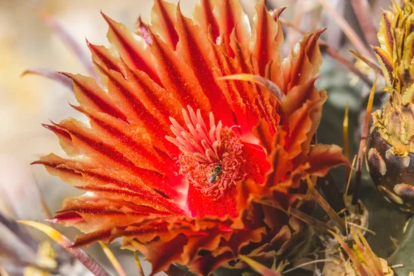 Fleur Rouge Insecte Crochet Poisson Barrique Cactus Fleurs Macro Ferocactus — Photo