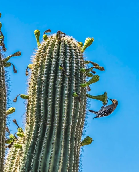 Gila Pic Oiseau Fleurs Blanches Sajuaro Cactus Blooming Desert Botanical — Photo