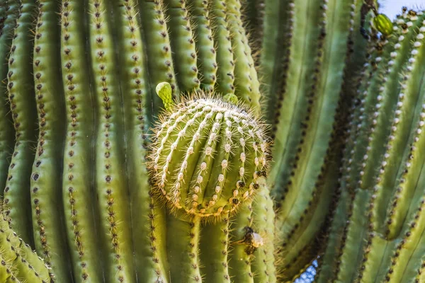 Kaktüs Balosu Altın Meşale Kaktüsü Çöl Botanik Bahçesi Phoenix Arizona. 