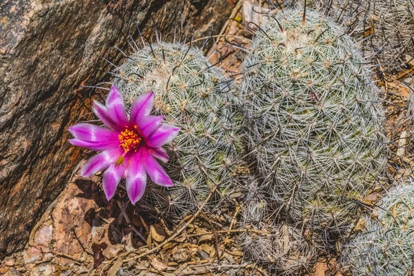 Pincushion Pincushion Pincushion Pincushion Cactus Blooming Macro Mammillaria Grahamii Desert — стоковое фото