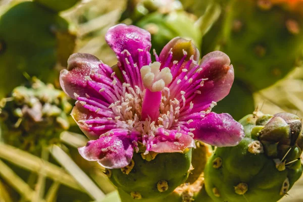 Pink Blossom Chain Fruit Cholla Cactus Silver Cholla Cactus Blooming — Stock Photo, Image