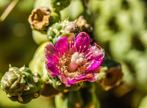 Chaîne Fleurs Roses Fruit Cholla Cactus Cholla Argent Cactus Fleurs — Photo