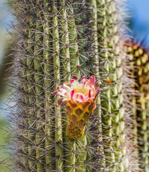 Latające Pszczoły Duże Organy Kwiatowe Kaktus Kwitnący Desert Ogród Botaniczny — Zdjęcie stockowe