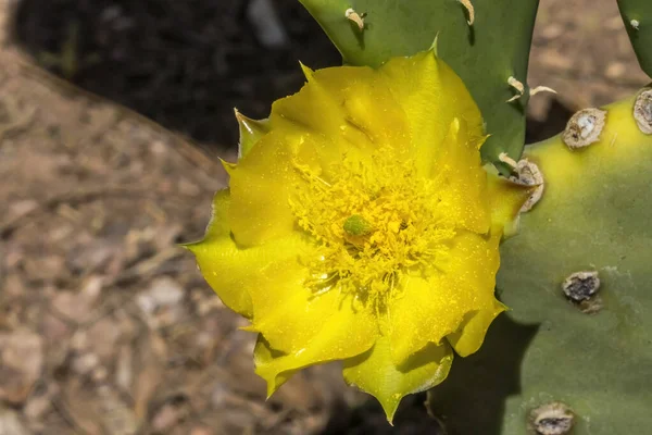 Llanuras Flor Amarilla Cactus Pera Espinosa Floreciendo Macro Opuntia Polyacantha —  Fotos de Stock