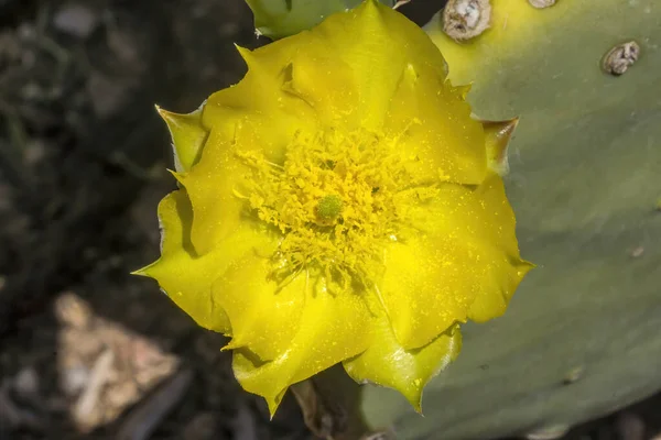 Gulblommande Slätter Prickly Päron Kaktus Blommande Makro Opuntia Polyacantha Öknen — Stockfoto