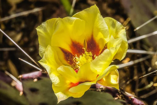 Amarillo Rojo Flor Oriental Espinoso Pera Cactus Floreciendo Macro Opuntia —  Fotos de Stock