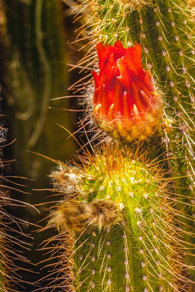 Czerwona Pochodnia Zielony Kaktus Kwitnący Desert Botanical Garden Phoenix Arizona — Zdjęcie stockowe