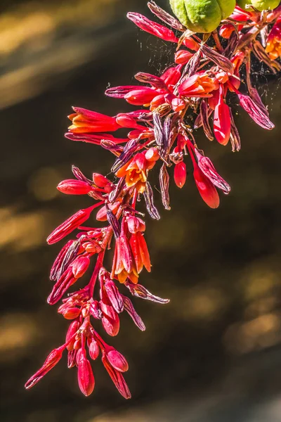 Red Yucca Blooming Macro Hesperaloe Parviflora Desert Botanical Garden Phoenix —  Fotos de Stock
