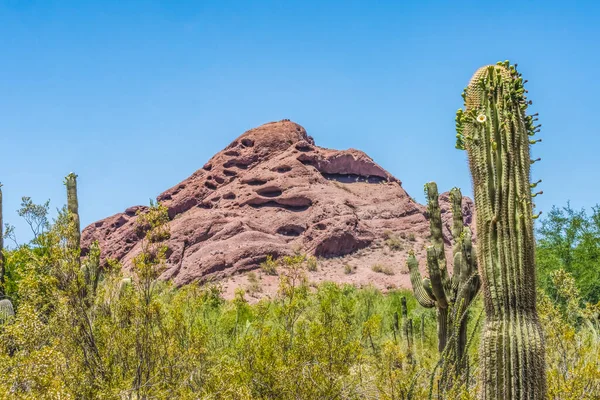 Sajuaro Cactus Blooming Brown Mountain Desert Botanical Garden Phoenix Arizona — 스톡 사진