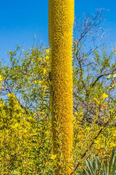 Due Alto Filo Giallo Agave Fioritura Agave Filifera Deserto Botanico — Foto Stock