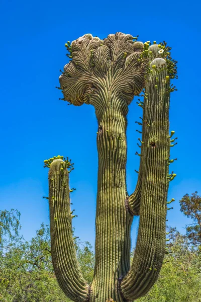 Cristate Crested Sajuaro Kaktus Kwitnący Ogród Botaniczny Pustynia Phoenix Arizona — Zdjęcie stockowe