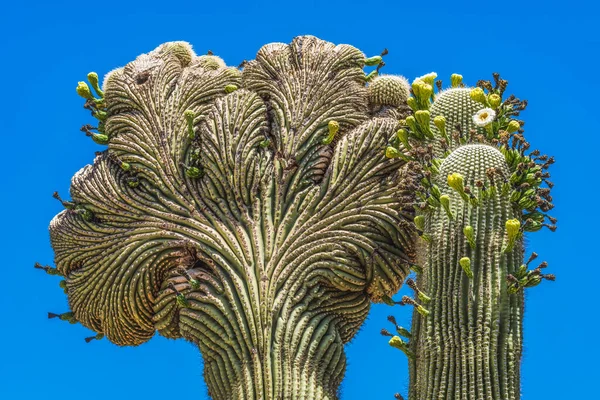 Cristate Crested Sajuaro Kaktus Kwitnący Ogród Botaniczny Pustynia Phoenix Arizona — Zdjęcie stockowe