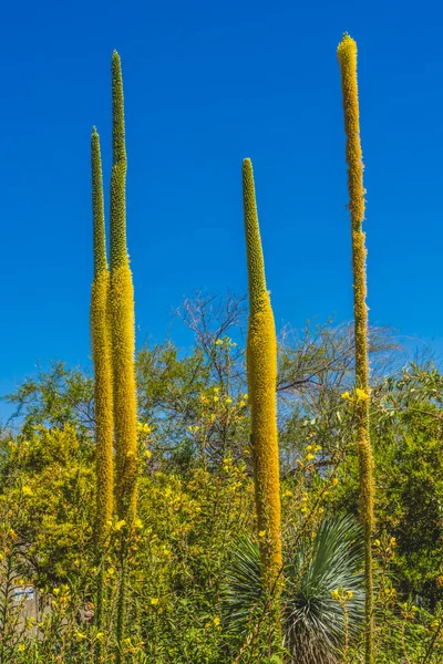 Twee Lange Gele Draden Agaves Bloeiende Agave Filifera Woestijn Botanische — Stockfoto
