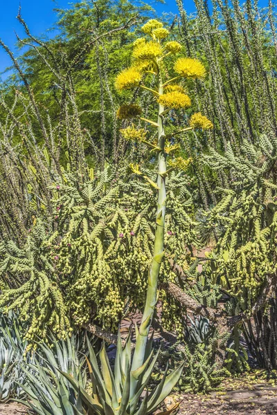 Yellow Flowering Tall Century Plant American Maguey Aloe Blooming Cholla — Foto de Stock