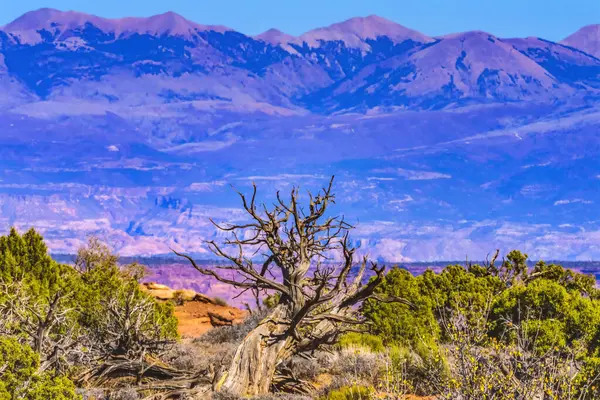 Old Wood Branch Abajo Blue Mountains Canyonlands National Park Moab — Fotografia de Stock