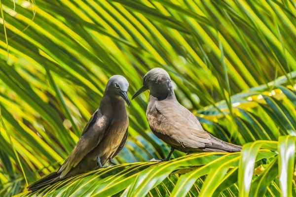 Black Brown Noddy Birds White Cape Noodies Anous Minutus Morea — Stock fotografie