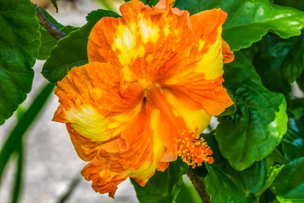 Orange Yelllow Mixded Tropical Hibiscus Flower Green Leaves Florida Tropical — Stockfoto