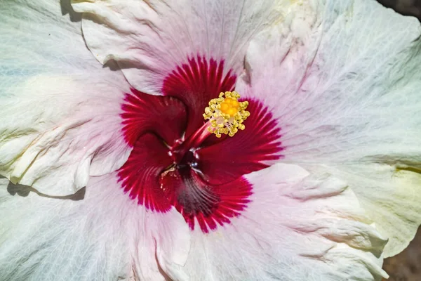 Mount Everest White Burgundy Tropical Hibiscus Flower Moorea Tahiti Tropical — ストック写真