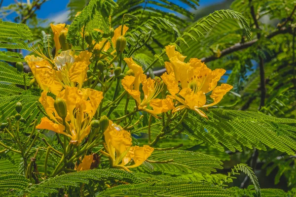 Yellow Poinciana Flowers Delonix Regia Flavida Flame Tree Green Leaves — Fotografia de Stock