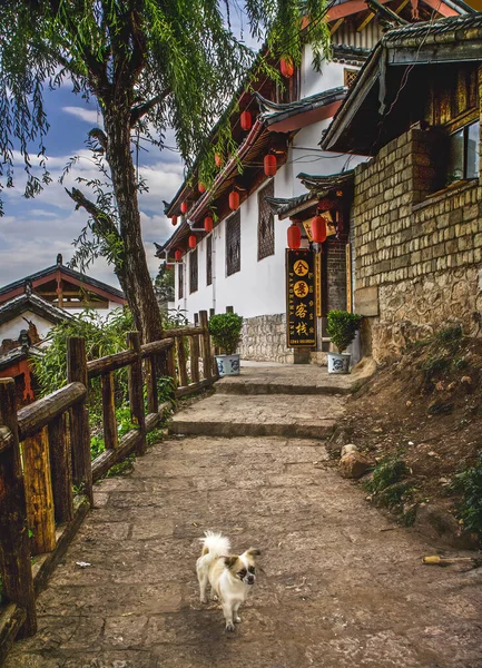 Lijiang Yunnan China April 2006 Dog Front Inn Old Town — Stock Photo, Image