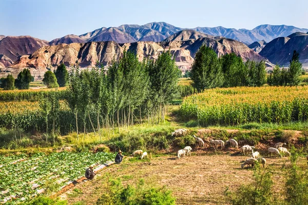 Campesinos Chinos Cuidando Ovejas Cultivos Agrícolas Con Maíz Montañas Lanzhou — Foto de Stock