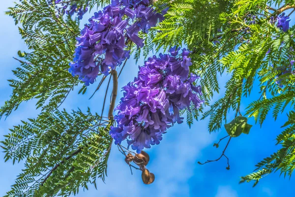 Барвисті Блакитні Квіти Джакаранди Ваїкікі Гонолулу Гаваї — стокове фото