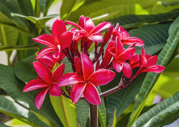 Красный Frangipani Plumeria Зеленые Листья Вайкики Гонолулу Гавайи Plumeria Цветы — стоковое фото