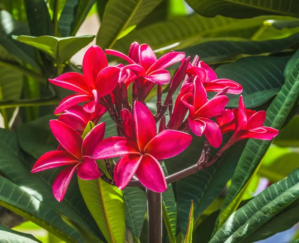 Красный Frangipani Plumeria Зеленые Листья Вайкики Гонолулу Гавайи Plumeria Цветы — стоковое фото