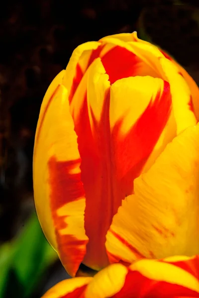 レッドイエロー春バニャルカダーウィンハイブリッドチューリップ開花マクロ ボスニアの都市にちなんで名付けられたチューリップはトルコに自生します — ストック写真
