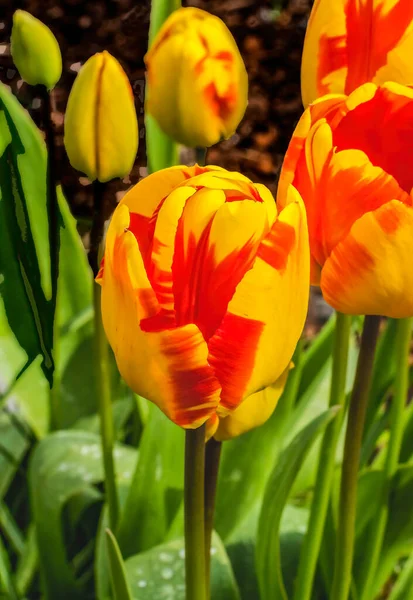 Red Yellow Spring Banja Luka Darwin Hybrid Tulip Blooming Macro — Stock Photo, Image