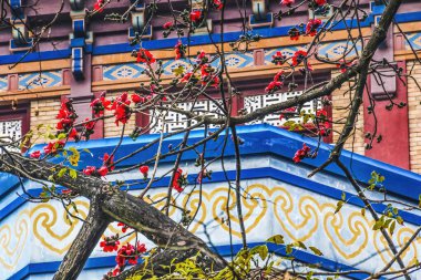 Kızıl Bombax Ceiba Kapok Pamuk Çiçeği Sun Yat-Sen Anıtı Guangzhou Şehri Guangdong Eyaleti Çin. 1931 'de Çin Devrimi' ne ilham kaynağı olan bir anıt inşa edildi.
