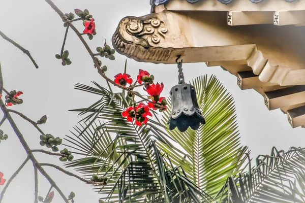 Red Bombax Ceiba Kapok Cotton Flower Bronze Bell Sun Yat — Foto Stock