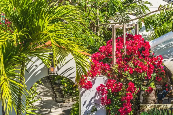 Arch Red Bougainvillea Palm Trees Restaurant Miami Beach Florida Miami — Stok fotoğraf