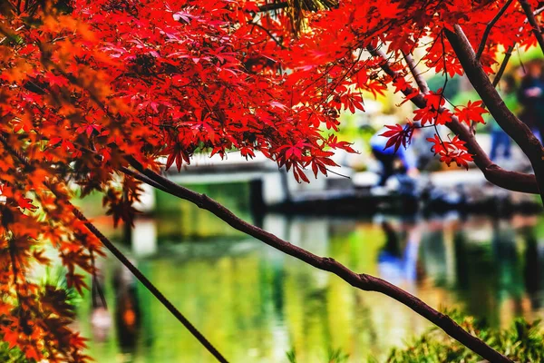 Orange Red Autumn Maple Leaves Bridge West Lake Hangzhou Zhejiang —  Fotos de Stock