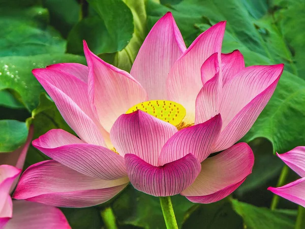 Pink Lotus Flower Blossom Lotus Pond West Lake Hangzhou China — Stock Photo, Image