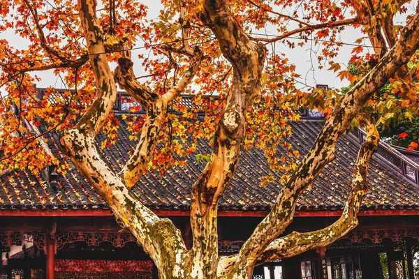 Ancient Chinese House Roof Autumn Leaves Tree West Lake Hangzhou — Stock Photo, Image