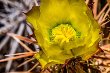 Sarı Çiçek Kulübü Cholla Kaktüsü Çiçek açan Macro Grusonia Clavata Sonora Çöl Müzesi Tucson Arizona