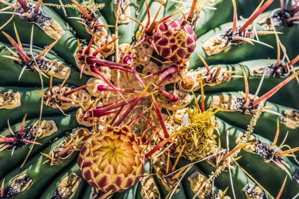 Hatpin Barrel Cactus Yellow Red Flowers Desert Botanical Garden Tucson — Foto de Stock