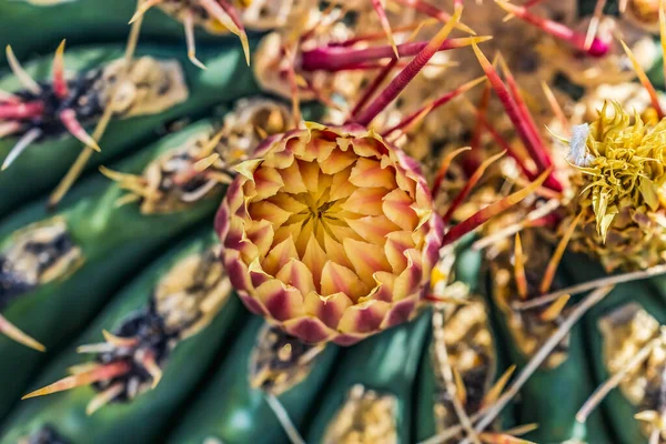 Hatpin Barrel Cactus Yellow Red Flowers Desert Botanical Garden Tucson — Foto de Stock