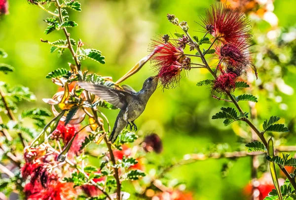 Anna Hummingbird Female Bird Calypte Anna Feeding Flying Red Flowers —  Fotos de Stock
