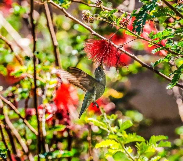 Anna Hummingbird Female Bird Calypte Anna Feeding Flying Red Flowers — стоковое фото