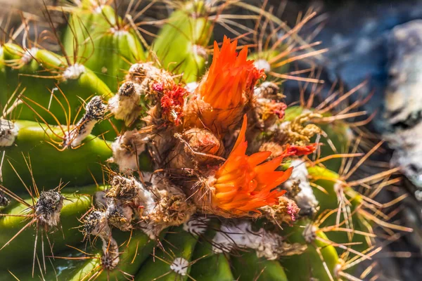 Ferrocactus Pringlei Mexican Fire Barrel Cactus Red Orange Flowers Desert —  Fotos de Stock