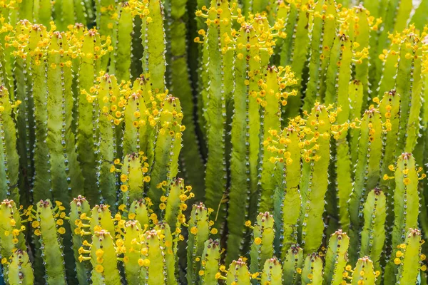 Euphorbia Resinifera African Spurge Cactus Yellow Flowers Desert Botanical Garden — Foto de Stock
