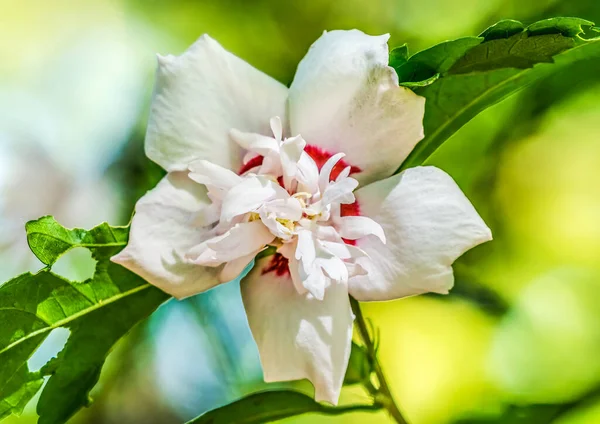 White Crimsoneyed Rosemallow Fancy Hibiscus Flower Green Leaves Boatanical Garden — стокове фото