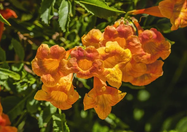 Orange Trumpet Creeper Vine Flowers Campsis Radicans Green Leaves Botanical — стокове фото